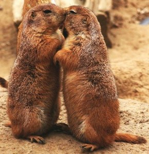 600px-Kissing_Prairie_dog
