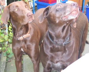 Hoe slim zijn honden?