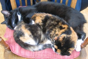 Heel veel dieren dromen en hebben affectie voor elkaar.