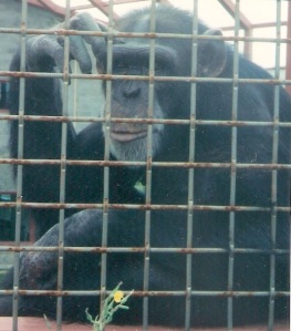 De chimpansee Tatu maakt het gebaar voor BLACK