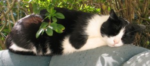 Kunnen dieren dromen?