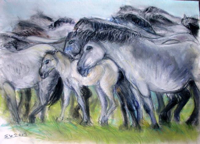 Een groep konikspaarden