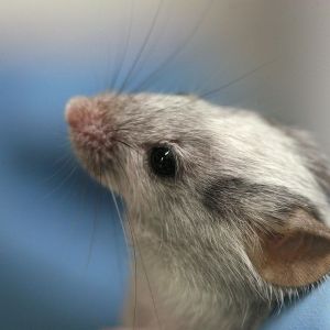 800px-Lab_mouse_mg_3244