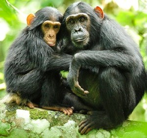 800px-Chimpanzees_in_Uganda_(5984913059)