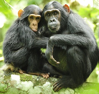 800px-Chimpanzees_in_Uganda_(5984913059)