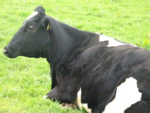 4570559898_7495e7f463_o