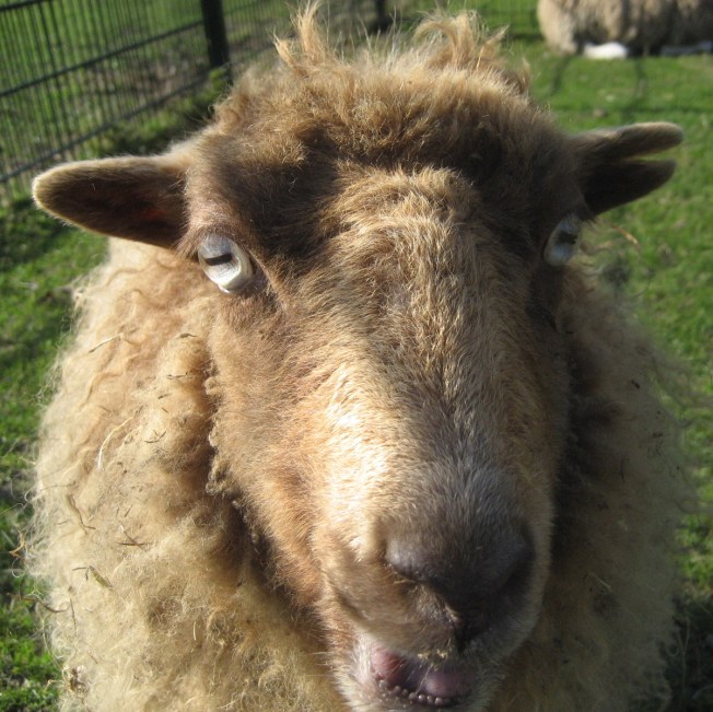 11 3 12 het witte schaap .kinderboerdeij de uilenburg rembrandtpark copy