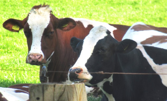 20 apil 2019 wandeling sgravenland koeien portretten copy