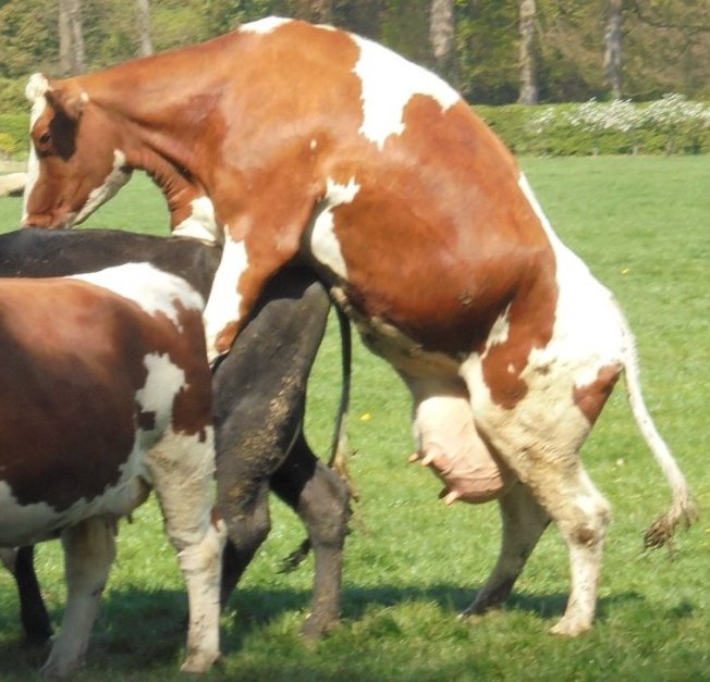 20 april 2019 wandeling sgravenland koeien koe bestijgt koe lesbisch copy