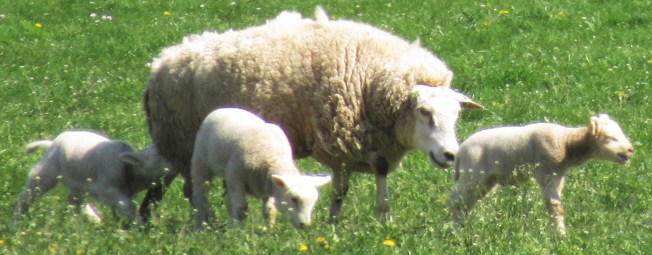 20 april 2019 wandeling sgravenland schaap met 3 ling drieling lammetjes copy